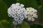 White milkweed